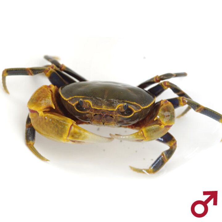 楽天市場 カニ オススメ ブルーレッグ マウンテンクラブ lサイズ 1匹 水槽 熱帯魚 観賞魚 飼育 生体 通販 販売 アクアリウム あくありうむ 小型 ネオス 楽天市場店 楽天市場 カニ オススメ ブルーレッグ マウンテンクラブ lサイズ 1匹 水槽 熱帯魚 観賞魚 飼育 生体 通販 販売 アクアリウム あくありうむ 小型 ネオス 楽天市場店