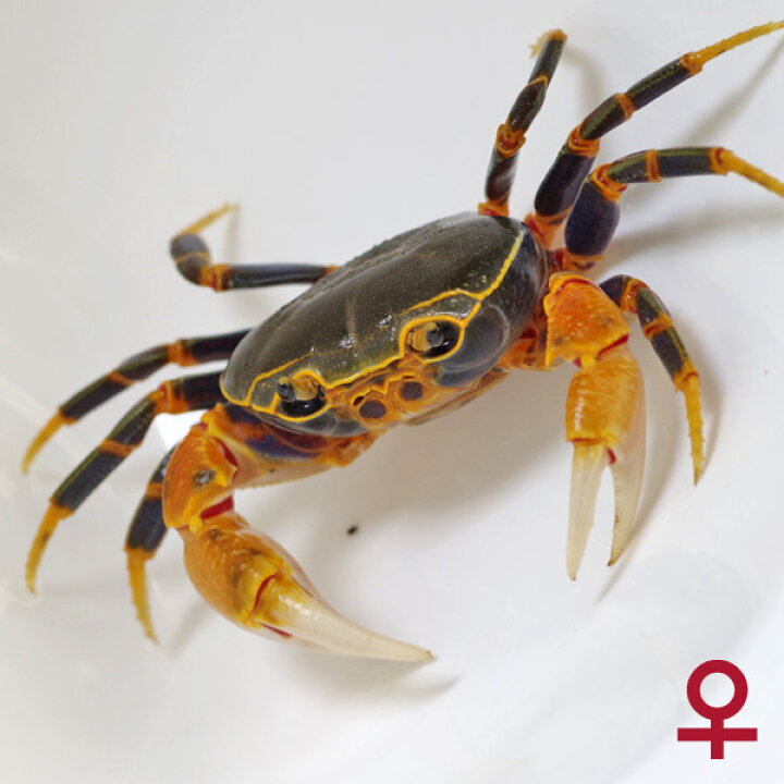 楽天市場 カニ オススメ ブルーレッグ マウンテンクラブ lサイズ 1匹 水槽 熱帯魚 観賞魚 飼育 生体 通販 販売 アクアリウム あくありうむ 小型 ネオス 楽天市場店 楽天市場 カニ オススメ ブルーレッグ マウンテンクラブ lサイズ 1匹 水槽 熱帯魚 観賞魚 飼育 生体 通販 販売 アクアリウム あくありうむ 小型 ネオス 楽天市場店