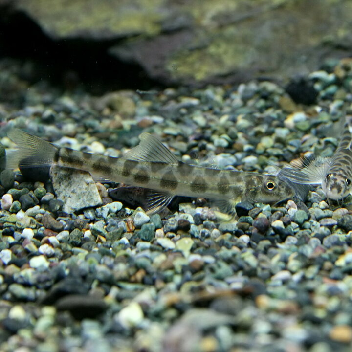 楽天市場 熱帯魚 生体 ポルカドットローチ 約4 5cm 3匹 水槽 熱帯魚 観賞魚 飼育 生体 通販 販売 アクアリウム あくありうむ 小型 ネオス 楽天市場店 楽天市場 熱帯魚 生体 ポルカドットローチ 約4 5cm 3匹 水槽 熱帯魚 観賞魚 飼育 生体 通販 販売 アクアリウム あくありうむ 小型 ネオス 楽天市場店