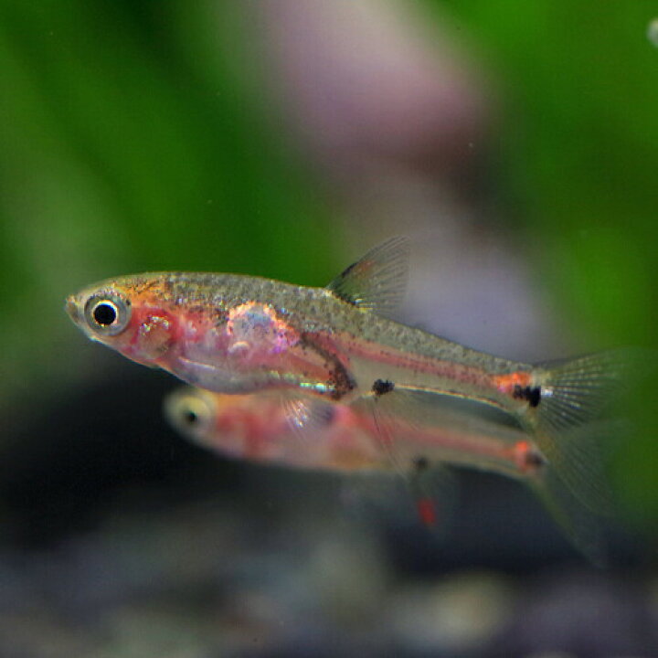 楽天市場 熱帯魚 生体 ボララス ミクロス レッド 約１cm １０匹 超小型 種 水槽 熱帯魚 観賞魚 飼育 生体 通販 販売 アクアリウム あくありうむ ネオス 楽天市場店