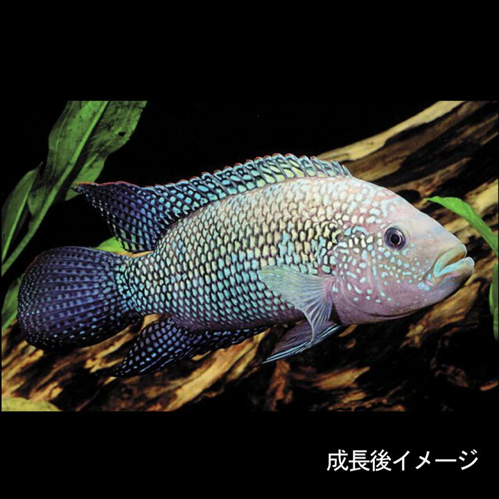楽天市場 熱帯魚 生体 ジャックデンプシー 1匹 水槽 熱帯魚 観賞魚 飼育 生体 通販 販売 アクアリウム あくありうむ 小型 ネオス 楽天市場店 楽天市場 熱帯魚 生体 ジャックデンプシー 1匹 水槽 熱帯魚 観賞魚 飼育 生体 通販 販売 アクアリウム あくありうむ 小型 ネオス 楽天市場店