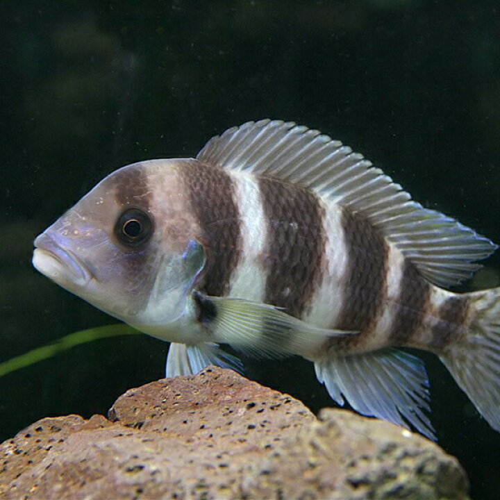 楽天市場 熱帯魚 生体 キフォティラピア フロントーサ ブルンディー 約8cm 1匹 水槽 熱帯魚 観賞魚 飼育 生体 通販 販売 アクアリウム あくありうむ 小型 ネオス 楽天市場店 楽天市場 熱帯魚 生体 キフォティラピア フロントーサ ブルンディー 約8cm 1匹 水槽 熱帯魚 観賞魚 飼育 生体 通販 販売 アクアリウム あくありうむ 小型 ネオス 楽天市場店