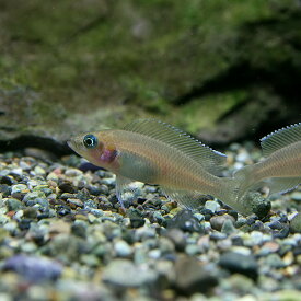 楽天市場 アフリカン シクリッド 混泳 熱帯魚 アクアリウム ペット ペットグッズ の通販