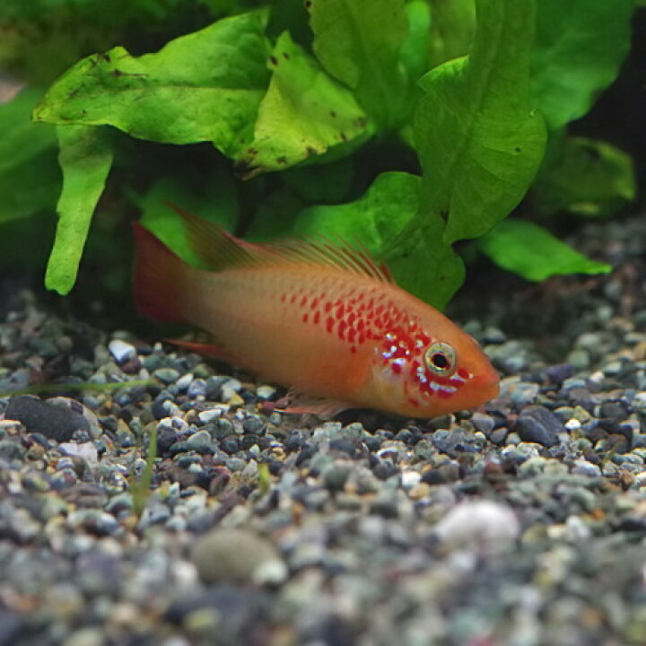 楽天市場 熱帯魚 生体 アピストグラマ ヴィエジタ ゴールド 約3 4cm 1ペア 水槽 熱帯魚 観賞魚 飼育 生体 通販 販売 アクアリウム あくありうむ 小型 ネオス 楽天市場店 楽天市場 熱帯魚 生体 アピストグラマ ヴィエジタ ゴールド 約3 4cm 1ペア 水槽 熱帯魚 観賞魚 飼育 生体 通販 販売 アクアリウム あくありうむ 小型 ネオス 楽天市場店