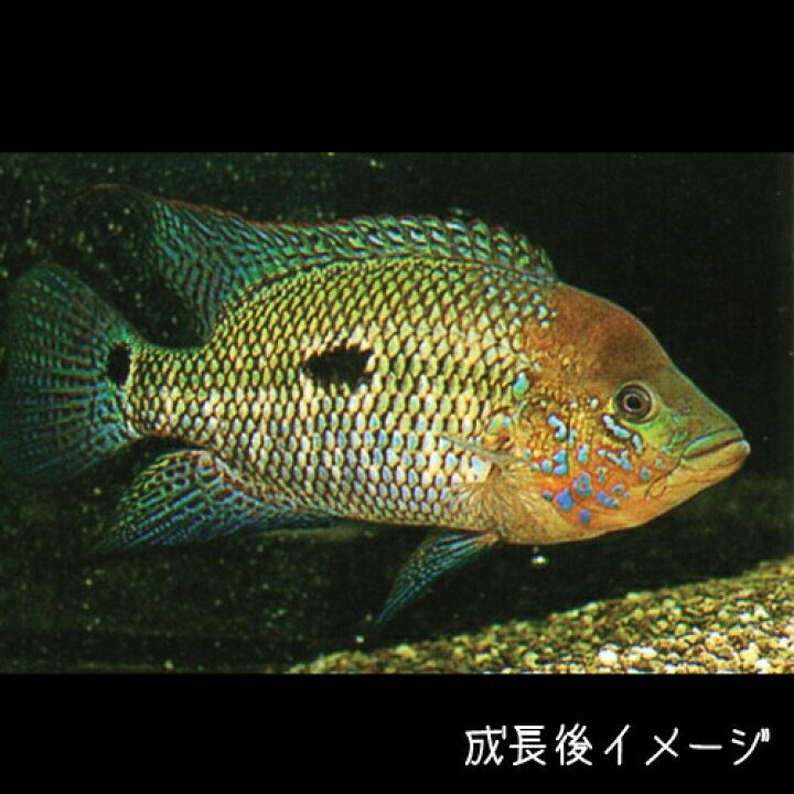 楽天市場 熱帯魚 生体 サウスアメリカンシクリッド 約５cm １匹 １匹 水槽 熱帯魚 観賞魚 飼育 生体 通販 販売 アクアリウム あくありうむ 小型 ネオス 楽天市場店