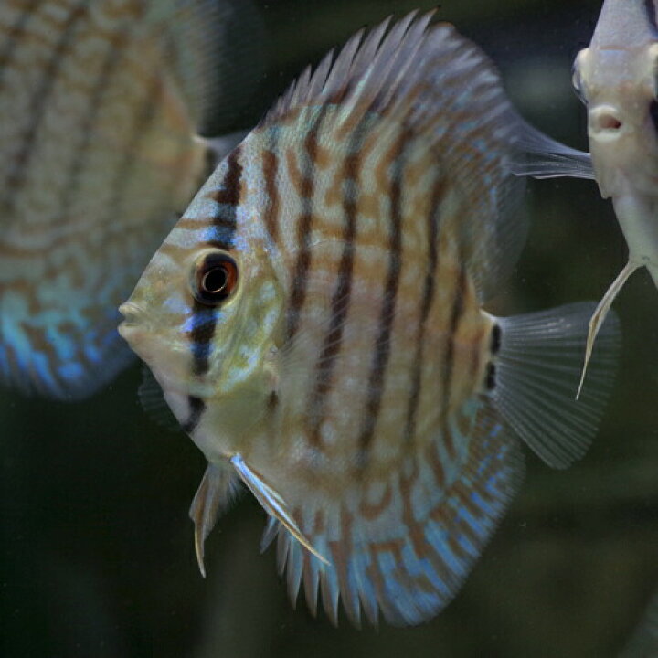 楽天市場】(熱帯魚 生体)ハイボディブリリアントターコイズディスカス 