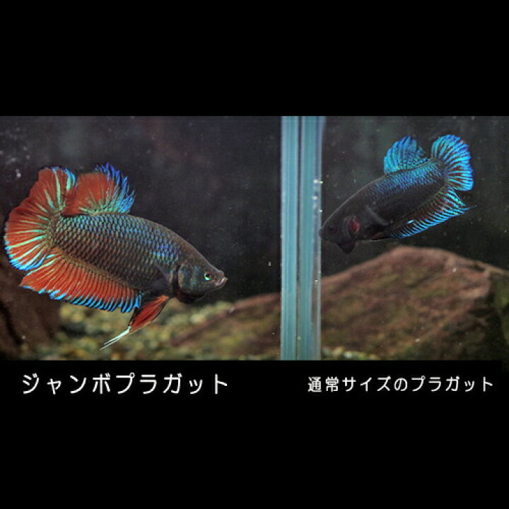 楽天市場】(熱帯魚 生体)ベタ プラガットジャンボ メス （約5-6cm 
