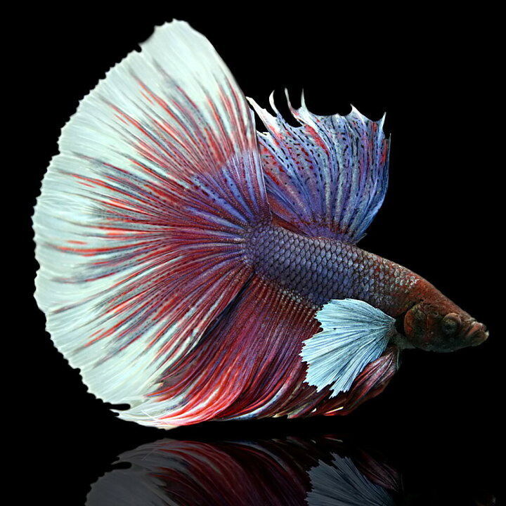 楽天市場 熱帯魚 生体 ベタ ハーフムーン エレファントイヤー オス 色おまかせ 約５cm １匹 水槽 熱帯魚 観賞魚 飼育 生体 通販 販売 アクアリウム あくありうむ 小型 ネオス 楽天市場店