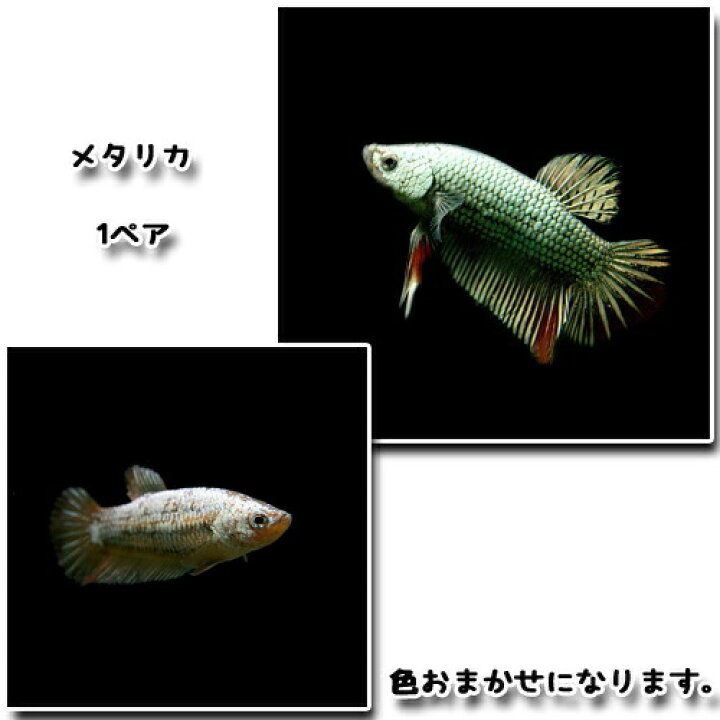 楽天市場 熱帯魚 生体 ベタ メタリカ １ペア 水槽 熱帯魚 観賞魚 飼育 生体 通販 販売 アクアリウム あくありうむ 小型 ネオス 楽天市場店