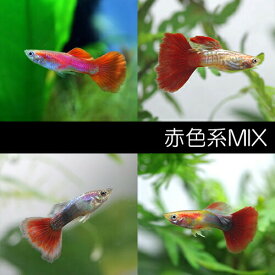 (熱帯魚)赤系ミックスグッピー【外国産】　（10ペア）【水槽/熱帯魚/観賞魚/飼育】【生体】【通販/販売】【アクアリウム/あくありうむ】【小型】