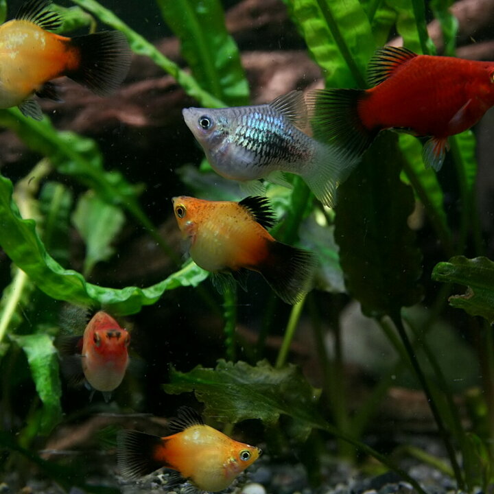 楽天市場 熱帯魚 生体 ミックスバルーンプラティ 約２cm ３匹 水槽 熱帯魚 観賞魚 飼育 生体 通販 販売 アクアリウム あくありうむ 小型 ネオス 楽天市場店