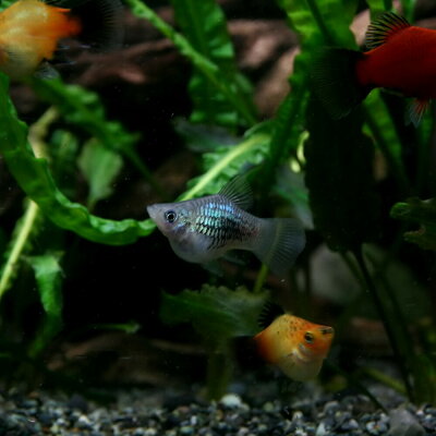 ▼MIXバルーンプラティ(約2cm)<3匹>【再入荷】【水槽/熱帯魚/観賞魚/飼育】【生体】【通販】【アクアリウム】