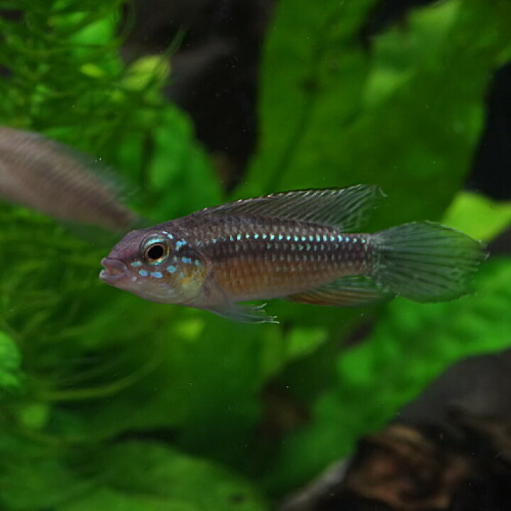 楽天市場】(熱帯魚 生体)アピストグラマ エリザベサエ スーパーレッド 