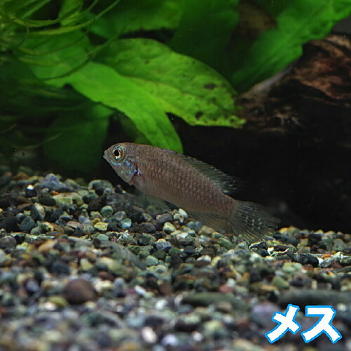 楽天市場】(熱帯魚 生体)アピストグラマ エリザベサエ スーパーレッド 