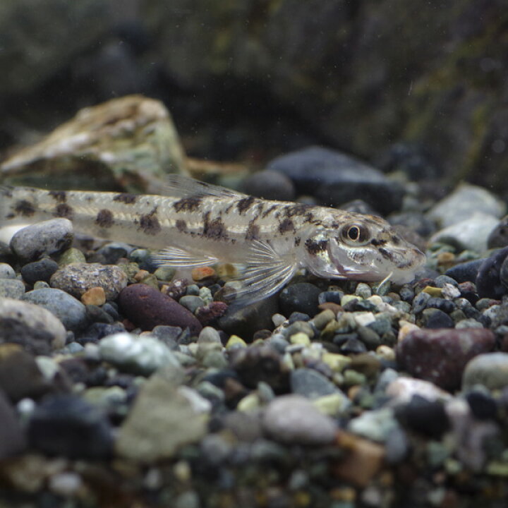 楽天市場 熱帯魚 生体 カマツカ 約３ ８cm １匹 水槽 熱帯魚 観賞魚 飼育 生体 通販 販売 アクアリウム あくありうむ 小型 ネオス 楽天市場店