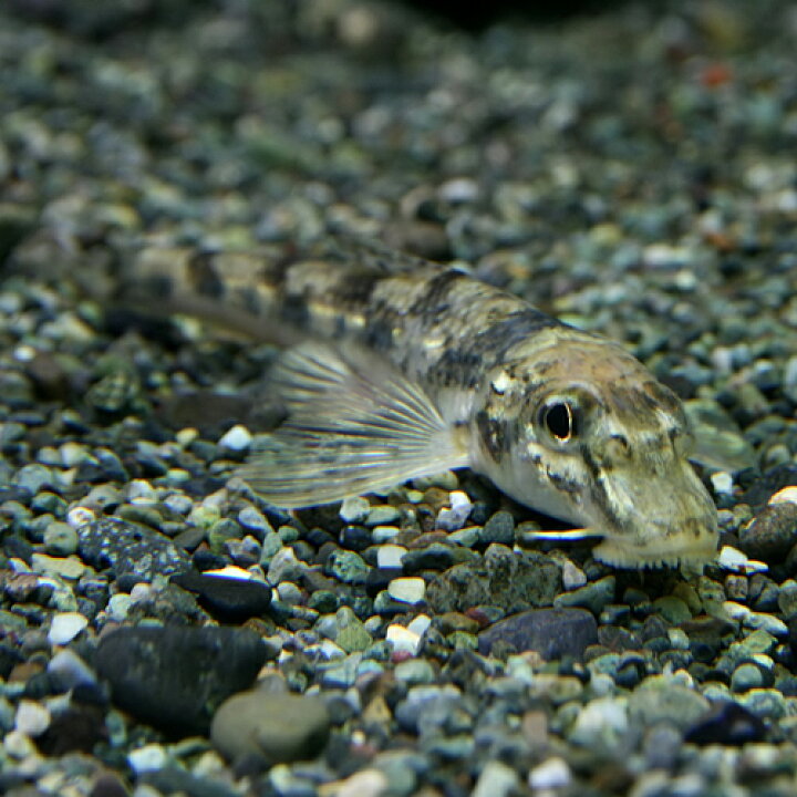 楽天市場 熱帯魚 生体 カマツカ 約３ ８cm １匹 水槽 熱帯魚 観賞魚 飼育 生体 通販 販売 アクアリウム あくありうむ 小型 ネオス 楽天市場店