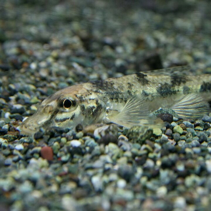 楽天市場 熱帯魚 生体 カマツカ 約３ ８cm １匹 水槽 熱帯魚 観賞魚 飼育 生体 通販 販売 アクアリウム あくありうむ 小型 ネオス 楽天市場店