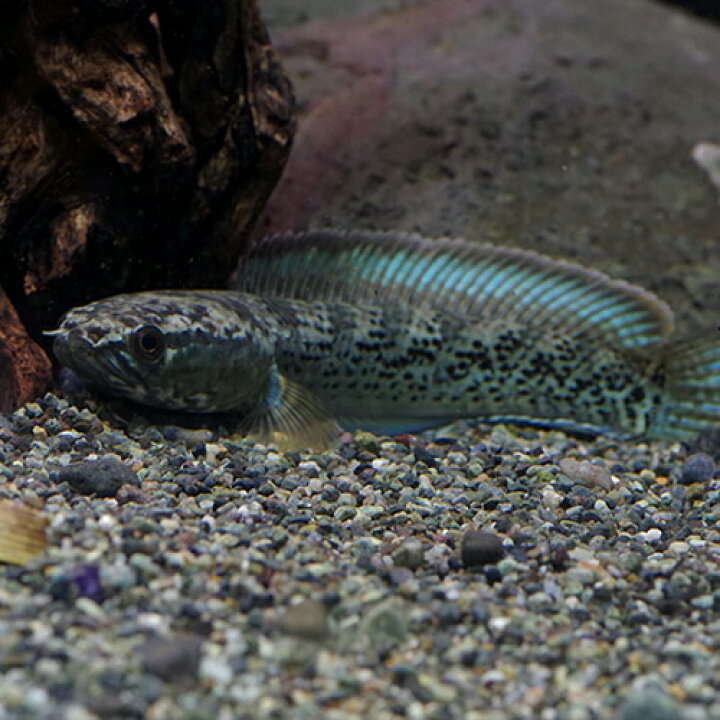 楽天市場】(熱帯魚 生体)スチュワート・スネークヘッド （約10 