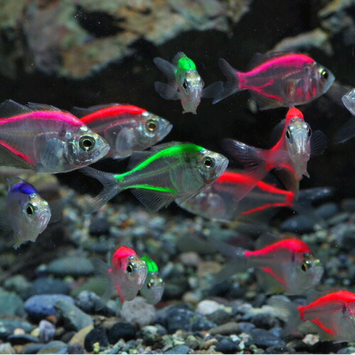 楽天市場 熱帯魚 カラーラージグラス ミックスカラー 約３ ４cm ３匹 水槽 熱帯魚 観賞魚 飼育 生体 通販 販売 アクアリウム あくありうむ 小型 ネオス 楽天市場店