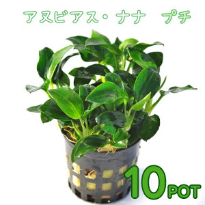 (水草)アヌビアスナナ プチ (10ポット)【水槽/熱帯魚/観賞魚/飼育】【生体】【通販/販売】【アクアリウム/あくありうむ】【小型】