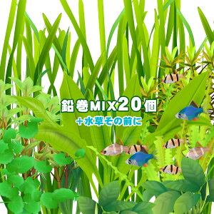 水草 種の通販 価格比較 価格 Com