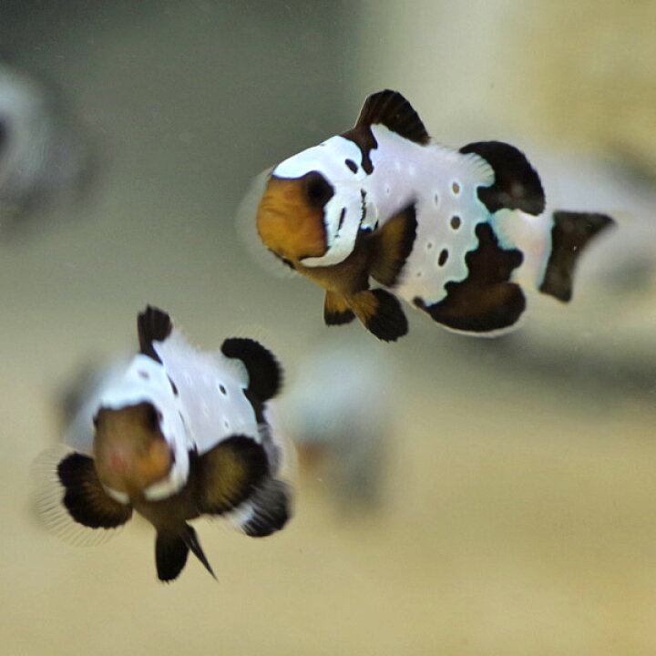 楽天市場 海水魚 ペルクラクラウン ブラックスノーフレーク ブリード 約3ｃｍ 1匹 水槽 熱帯魚 観賞魚 飼育 生体 通販 販売 アクアリウム あくありうむ 小型 ネオス 楽天市場店