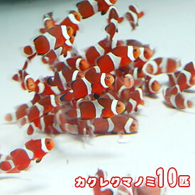 楽天市場 生体クマノミ海水魚の通販