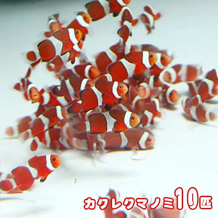 楽天市場 海水魚 オススメ カクレクマノミ ブリード １０匹 水槽 熱帯魚 観賞魚 飼育 生体 通販 販売 アクアリウム あくありうむ 小型 ネオス 楽天市場店