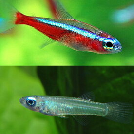 (熱帯魚 生体)カージナルテトラ【ブリード】（Mサイズ　約1.5-2cm）（15匹） ＋ アフリカンランプアイ（約2cm）（10匹）【水槽/熱帯魚/観賞魚/飼育】【生体】【通販/販売】【アクアリウム/あくありうむ】【小型】