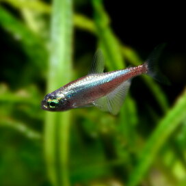 楽天市場 熱帯魚 レア 珍魚 珍しい魚 ネオス 楽天市場店 楽天市場 熱帯魚 レア 珍魚 珍しい魚 ネオス 楽天市場店