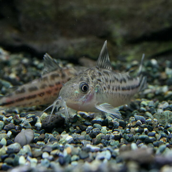 アウトレット品 熱帯魚 生体 <br>赤コリ コリドラス アエネウス 約3cm 20匹 <br><br><br> 山下工芸(Yamasita craft) 切立飯器 黒木目内朱 11.5×11.5×9.5cm 11596290