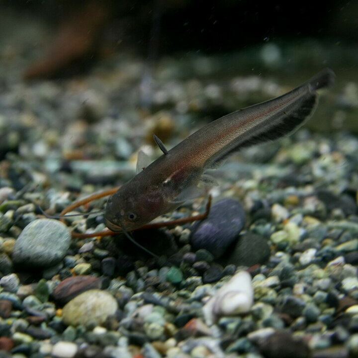 楽天市場 熱帯魚 生体 ビワコオオナマズ 約７cm １匹 水槽 熱帯魚 観賞魚 飼育 生体 通販 販売 アクアリウム あくありうむ 小型 ネオス 楽天市場店