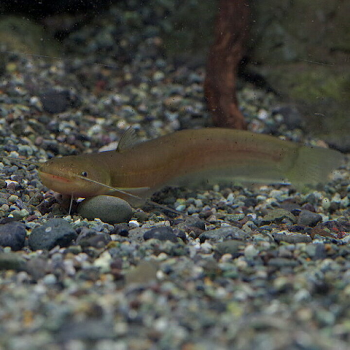 楽天市場 熱帯魚 生体 コウライヤナギナマズ 約７ ８cm １匹 水槽 熱帯魚 観賞魚 飼育 生体 通販 販売 アクアリウム あくありうむ 小型 ネオス 楽天市場店