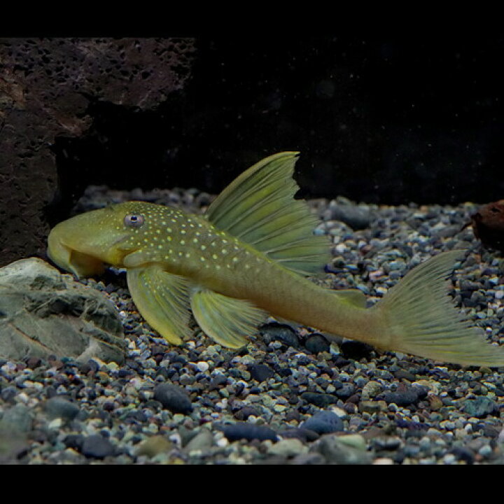 楽天市場 熱帯魚 生体 ゴールドブルーフィンペコルティア 約７cm １匹 水槽 熱帯魚 観賞魚 飼育 生体 通販 販売 アクアリウム あくありうむ 小型 ネオス 楽天市場店