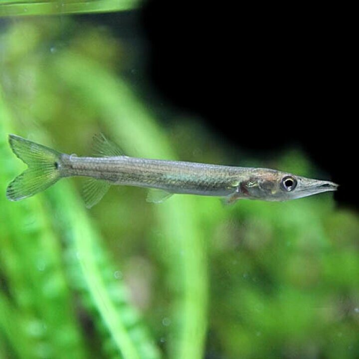 楽天市場 熱帯魚 生体 ブラントノーズガー 約４ ５cm １匹 水槽 熱帯魚 観賞魚 飼育 生体 通販 販売 アクアリウム あくありうむ 小型 ネオス 楽天市場店