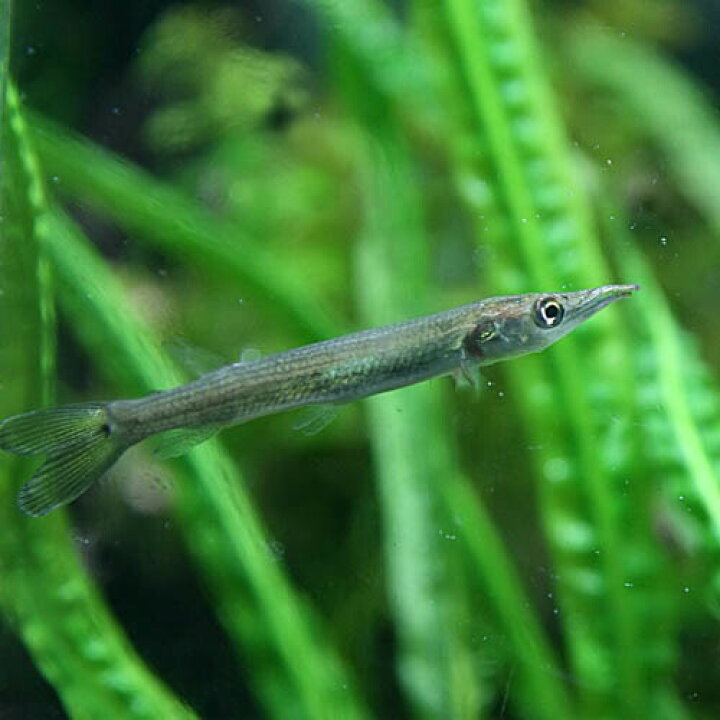 楽天市場 熱帯魚 生体 ブラントノーズガー 約4 5cm 1匹 水槽 熱帯魚 観賞魚 飼育 生体 通販 販売 アクアリウム あくありうむ 小型 ネオス 楽天市場店 楽天市場 熱帯魚 生体 ブラントノーズガー 約4 5cm 1匹 水槽 熱帯魚 観賞魚 飼育 生体 通販 販売 アクアリウム あくありうむ 小型 ネオス 楽天市場店