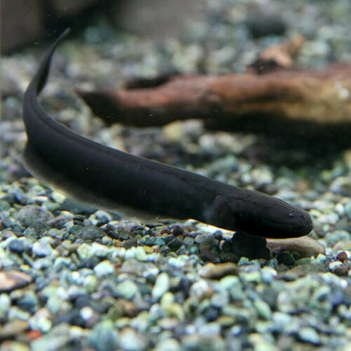 楽天市場 熱帯魚 生体 電気ウナギ 約８ １０cm １匹 水槽 熱帯魚 観賞魚 飼育 生体 通販 販売 アクアリウム あくありうむ 小型 ネオス 楽天市場店