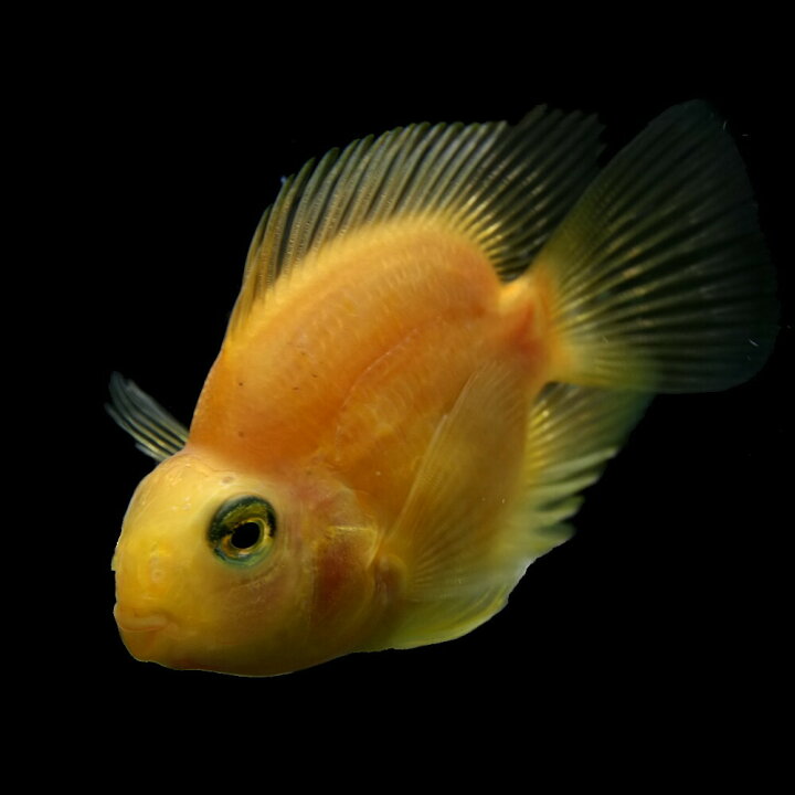 楽天市場 熱帯魚 生体 イエローパロットファイヤーシクリッド 約５cm １匹 水槽 熱帯魚 観賞魚 飼育 生体 通販 販売 アクアリウム あくありうむ 小型 ネオス 楽天市場店