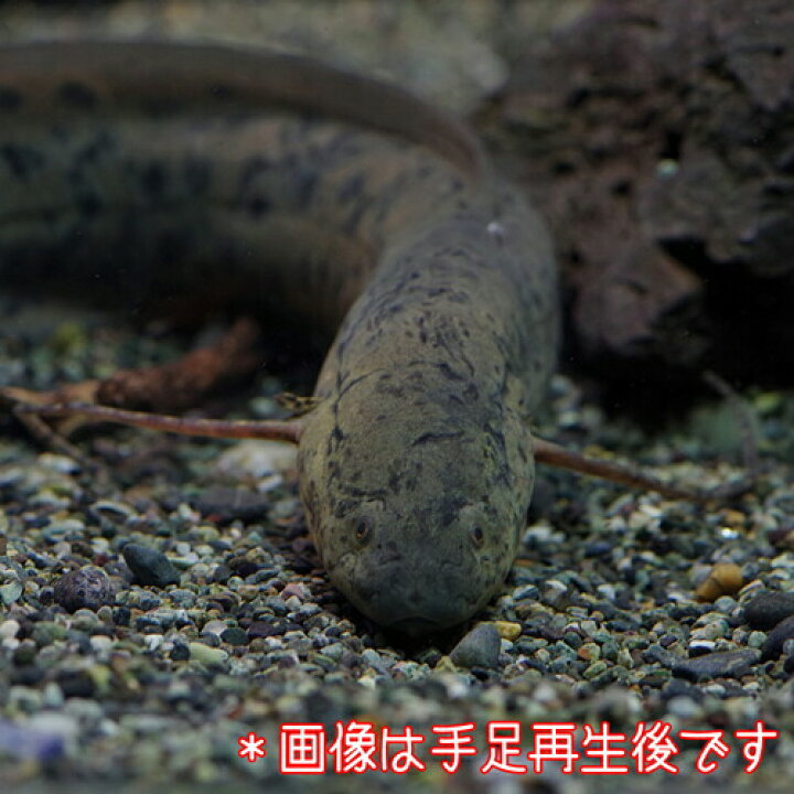 楽天市場 熱帯魚 生体 プロトプテルス アネクテンス 約１５ ２５cm 手足再生中個体 １匹 水槽 熱帯魚 観賞魚 飼育 生体 通販 販売 アクアリウム あくありうむ 小型 ネオス 楽天市場店