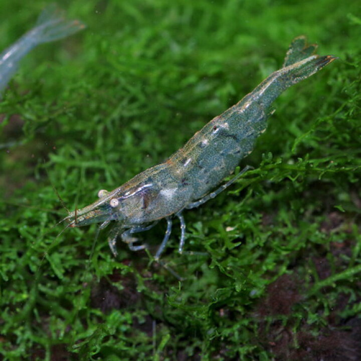 楽天市場 エビ ミナミヌマエビ 約1 ３cm ２０匹 水槽 熱帯魚 観賞魚 飼育 生体 通販 販売 アクアリウム あくありうむ 小型 ネオス 楽天市場店