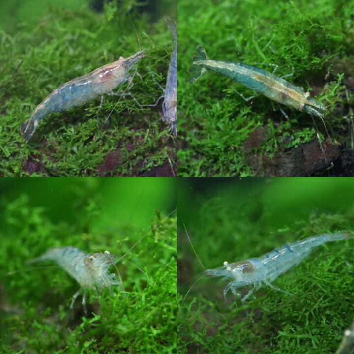 楽天市場 エビ ミナミヌマエビ 約1 ３cm ２０匹 水槽 熱帯魚 観賞魚 飼育 生体 通販 販売 アクアリウム あくありうむ 小型 ネオス 楽天市場店