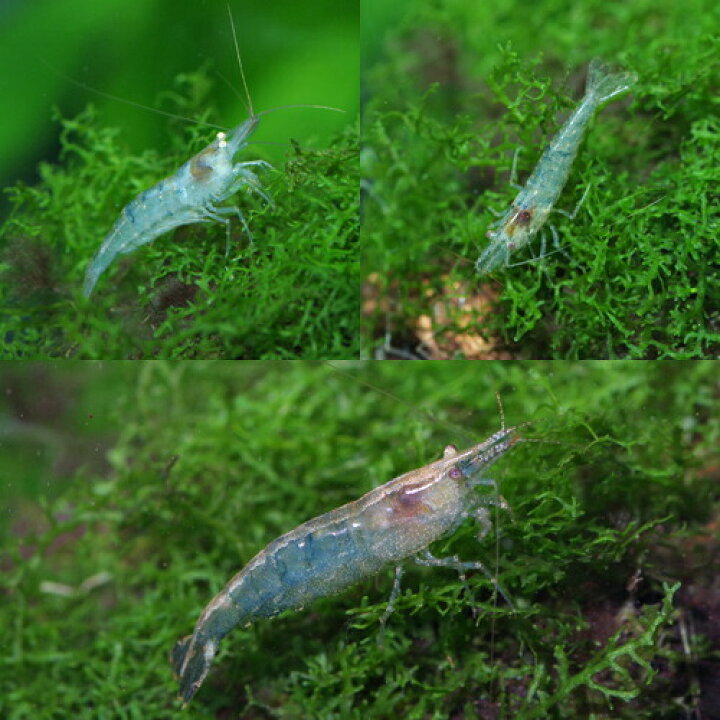 楽天市場 エビ ミナミヌマエビ 約1 3cm ３００匹 水槽 熱帯魚 観賞魚 飼育 生体 通販 販売 アクアリウム あくありうむ ネオス 楽天市場店