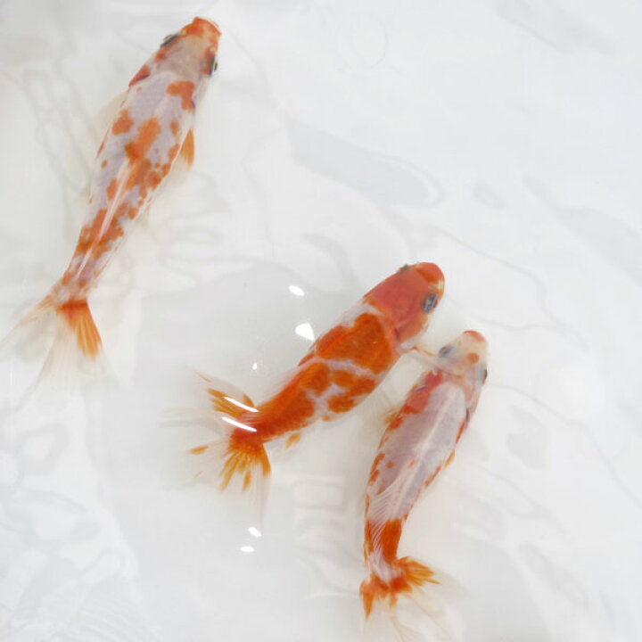楽天市場】(金魚 生体)【数量限定】 桜地金【国産】（10cm前後）（1 