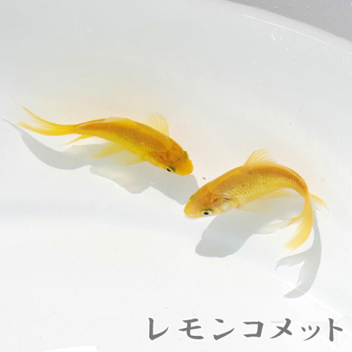 楽天市場 金魚 生体 国産 レモンコメット 約５ ６cm １匹 水槽 熱帯魚 観賞魚 飼育 生体 通販 販売 アクアリウム あくありうむ 小型 ネオス 楽天市場店