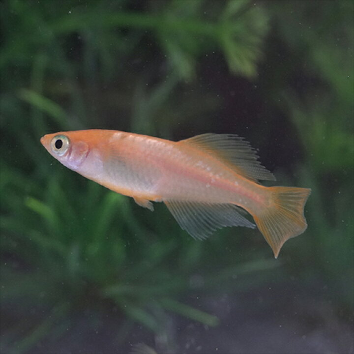 楽天市場 日淡 東天光メダカ 約 Cm 5匹 水槽 熱帯魚 観賞魚 飼育 生体 通販 販売 アクアリウム あくありうむ 小型 ネオス 楽天市場店