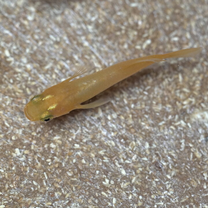 35 Off 日淡 カワムツ 約3cm 5匹 Shipsctc Org