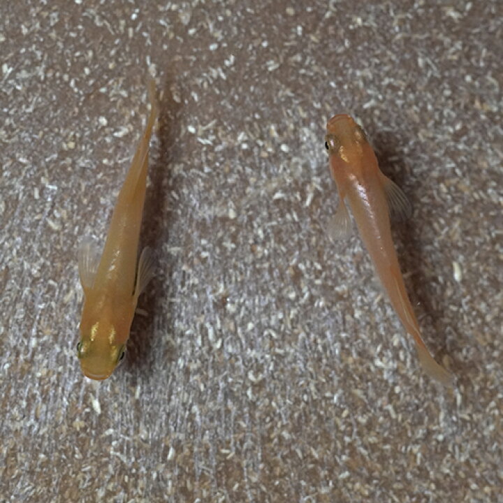 35 Off 日淡 カワムツ 約3cm 5匹 Shipsctc Org