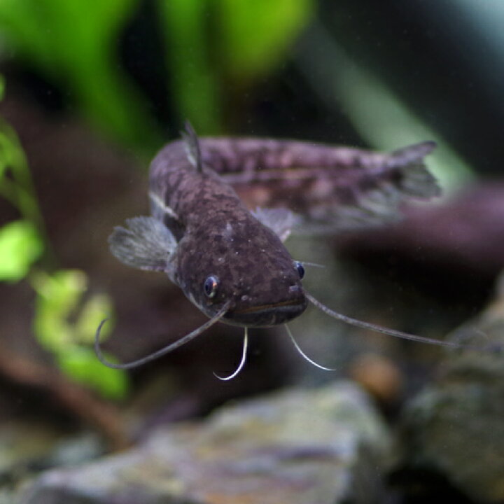 楽天市場 熱帯魚 生体 南方大口ナマズ 約１０cm １匹 水槽 熱帯魚 観賞魚 飼育 生体 通販 販売 アクアリウム あくありうむ 小型 ネオス 楽天市場店