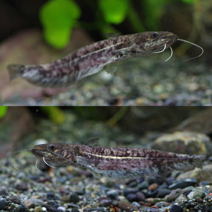 楽天市場 熱帯魚 生体 南方大口ナマズ 約１０cm １匹 水槽 熱帯魚 観賞魚 飼育 生体 通販 販売 アクアリウム あくありうむ 小型 ネオス 楽天市場店