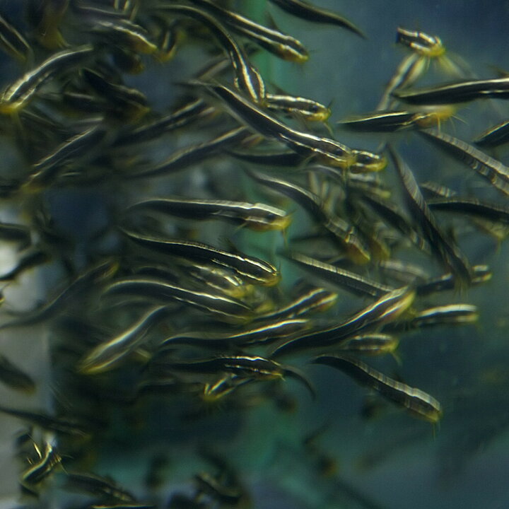楽天市場 日淡 ゴンズイ 約3cm 1匹 水槽 熱帯魚 観賞魚 飼育 生体 通販 販売 アクアリウム あくありうむ ネオス 楽天市場店 楽天市場 日淡 ゴンズイ 約3cm 1匹 水槽 熱帯魚 観賞魚 飼育 生体 通販 販売 アクアリウム あくありうむ ネオス 楽天市場店